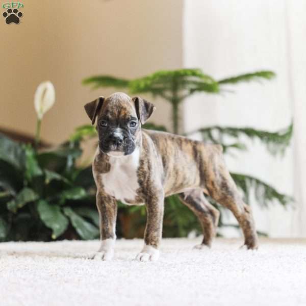 Patches, Boxer Puppy